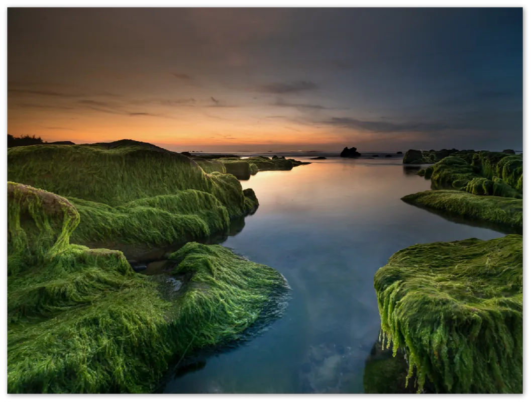 Mossy Beach - Print